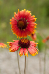 Gaillardia wildflower - close up