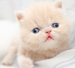 cute persian kitten portrait