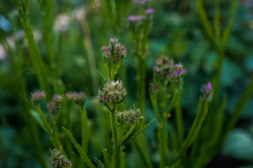 Statice flowers beginning to bloom in an outdoor flower garden. Purple flowers.