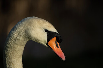 Male Mute Swan closeup