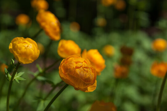 Field Of Yoke Yellow Ranunculus Asiaticus (?) - V2