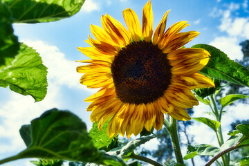 Sunflower - Sonnenblume