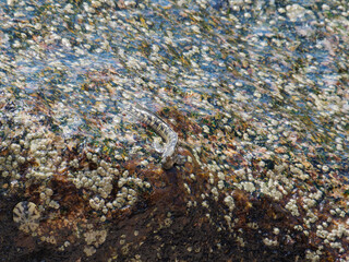 Close-up picture of a Freshwater Blenny (Salaria Fluviatilis) on a riverine rock