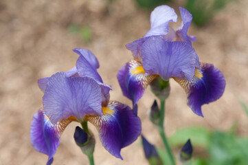 two violet iris blossoms in the garden