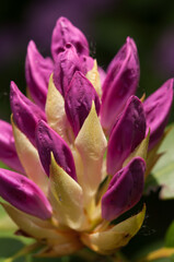 Fototapeta na wymiar Rhododendron flower buds close up