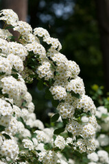 close up of spirea flowers