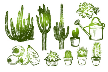  Cactus collection vector hand drawn - Out line