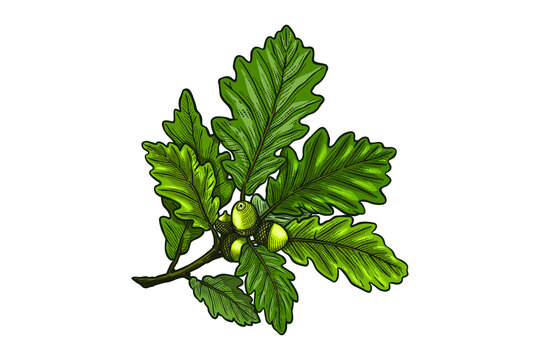 Oak leaf and acorn Vector illustration - Hand drawn