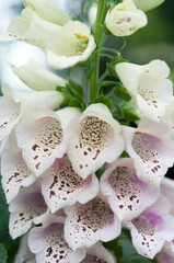 Fototapeta na wymiar white/pink foxgloves flowers close up