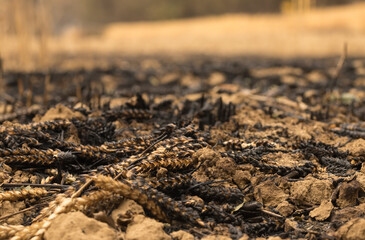 Wheat field destroyed by fire. Close-up of burnt ears of wheat on the ground. Loss of the harvest. Out of focus background. Fire in Navarre, Spain, in June 2022.
