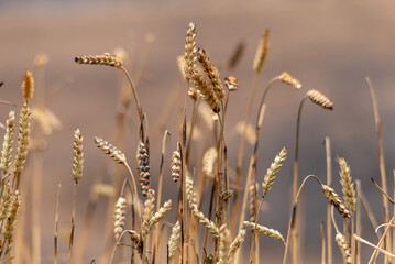Close-up of golden ears of wheat burnt by fire. Fields of crops razed to the ground. Loss of the...
