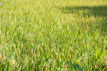 Closed up ear of rice in the field.Beautiful golden rice field and ear of rice