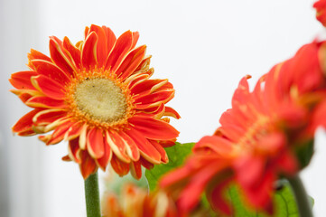 gerber daisy