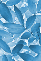 Vegetable vertical background from honeysuckle leaves. Abstract natural wallpaper from the foliage of a fruit bush. Blue tinted plant backdrop. Beautiful plants pattern