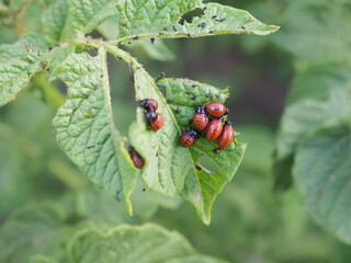 Larvae of the Colorado potato beetle eat a potato leaf. Closeup. An illustration on the theme of protecting this agricultural plant from bugs. Farm and gardening. Macro