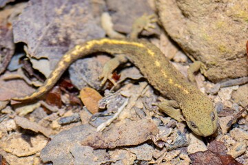 Pyrenean brook salamander Pyrenean newt, Calotriton asper