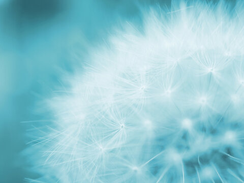 Dandelion seed ball with seeds close-up. Summer floral background. Airy and fluffy wallpaper. Light blue tinted backdrop. Dandelion pappus wallpaper. Macro © Deacon docs