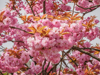 cerisiers en fleurs à l'arboretum de Chèvreloup dans les Yvelines en France