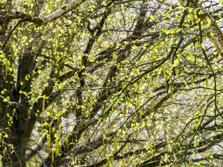 arbres à l'arboretum de Chèvreloup dans les Yvelines en France
