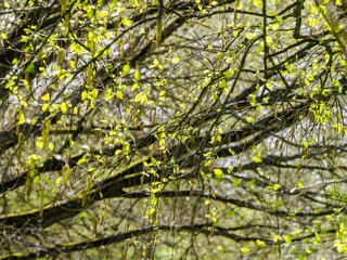 arbres à l'arboretum de Chèvreloup dans les Yvelines en France