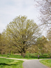 arbres à l'arboretum de Chèvreloup dans les Yvelines en France