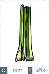 Celery Vector illustration - Hand drawn