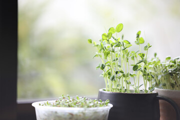 tomiao Kaiware and Alfalfa sprout growing indoor vegetable planting - obrazy, fototapety, plakaty