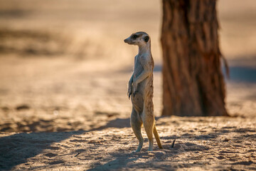 Meerkat standing in alert in dry land in Kgalagadi transfrontier park, South Africa; specie Suricata suricatta family of Herpestidae