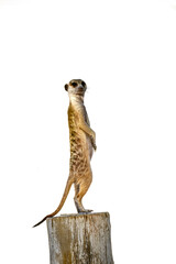 Meerkat in alert standing on a wood pole in Kgalagadi transfrontier park, South Africa; specie...