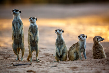 Small group of Meerkats in alert at dawn in Kgalagadi transfrontier park, South Africa; specie Suricata suricatta family of Herpestidae - obrazy, fototapety, plakaty