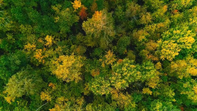 Aerial video of autumn forest on a cloudy day
