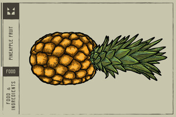 Pineapple fruit Vector illustration - Hand drawn