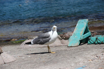 gaviota mirando a la cámara en la costa