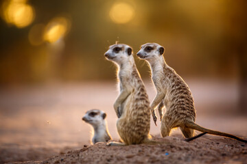 Three Meerkats in alert at dawn in Kgalagadi transfrontier park, South Africa; specie Suricata...