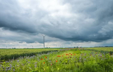 Fotobehang Ecological agricultural strip - Ecologische landbouwstrook © Holland-PhotostockNL