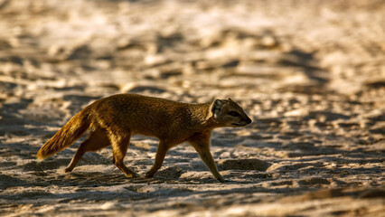 Yellow mongoose walking on sand in Kgalagadi transfrontier park, South Africa; specie Cynictis penicillata family of Herpestidae
