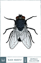  Black housefly illustration - Hand drawn