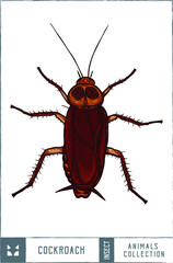  Cockroach illustration - Hand drawn