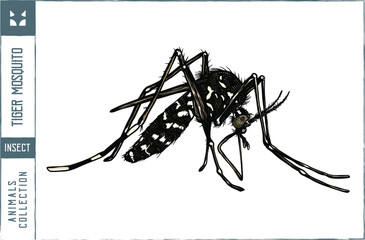 Tiger mosquito Vector illustration - Hand drawn