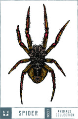 Spider illustration - Hand drawn