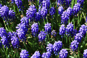 selective focus: Garden hyacinths giving a visual feast with the most beautiful shade of blue in Istanbul Emirgan Grove
