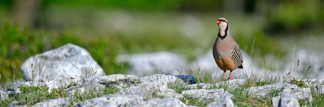 Rock Partridge // Steinhuhn (Alectoris graeca), Greece - Griechenland