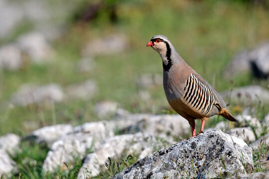 Steinhuhn // Rock Partridge (Alectoris graeca), Greece - Griechenland