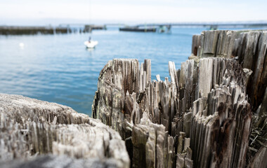 A closeup view wooden pilings at a marina in Portland Maine