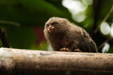 A Pygmy Marmoset perched on a branch in the Amazon rainforest