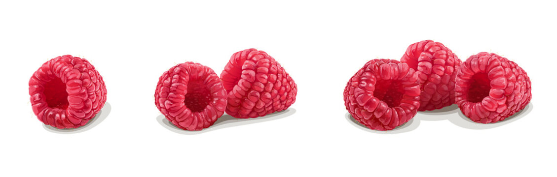 Set of realistic raspberries isolated on white background. Vector Illustration.