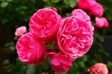 Obraz premium historisch, rosa Rosenblüte