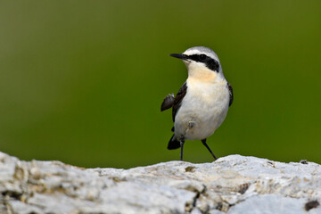 Obraz premium Northern wheatear // Steinschmätzer (Oenanthe oenanthe)