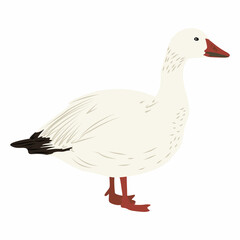 White arctic goose. Birds of the North. Realistic vector bird