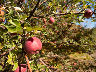 Red apple hanging from a branch in front of green background